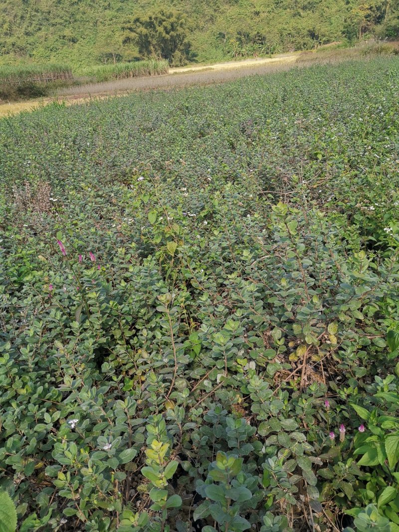单页蔓荆子扦插苗，杯苗（包技术指导，回收）