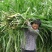 墨西哥玉米草种子鸡鸭鱼鹅兔牛羊都喜食高产型牧草