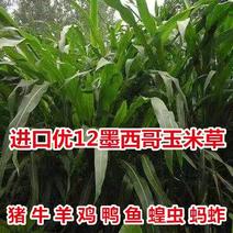 墨西哥玉米草种子鸡鸭鱼鹅兔牛羊都喜食高产型牧草