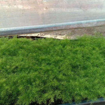 文竹苗自家基地大量批发出售成活率高质量佳