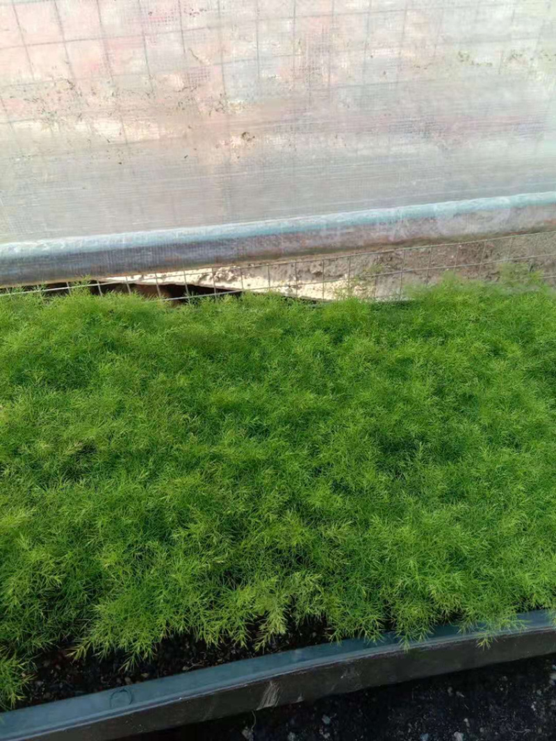 文竹苗自家基地大量批发出售成活率高质量佳