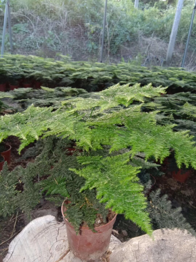 文竹苗自家基地大量批发出售成活率高质量佳