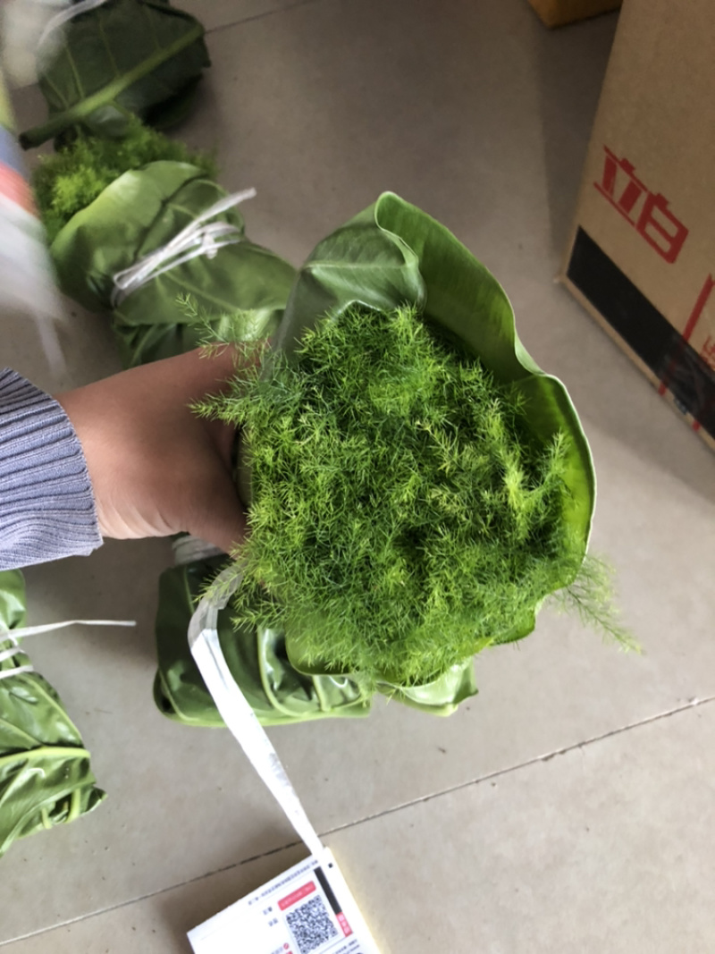 文竹苗自家基地大量批发出售成活率高质量佳