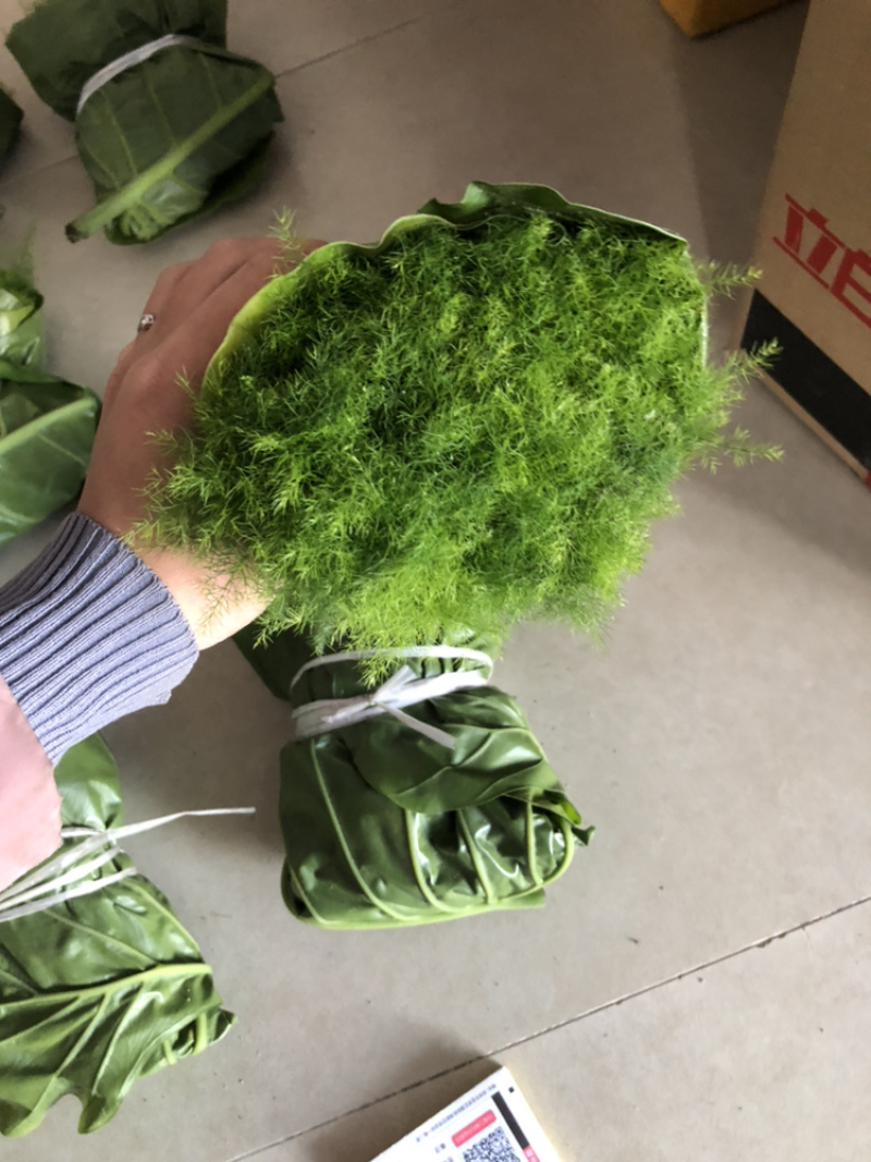 文竹苗自家基地大量批发出售成活率高质量佳