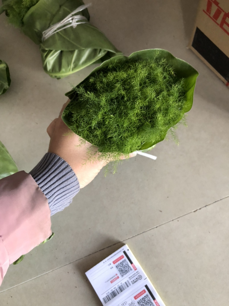文竹苗自家基地大量批发出售成活率高质量佳