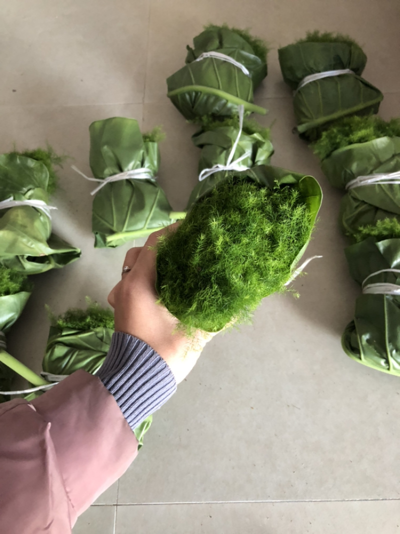 文竹苗自家基地大量批发出售成活率高质量佳