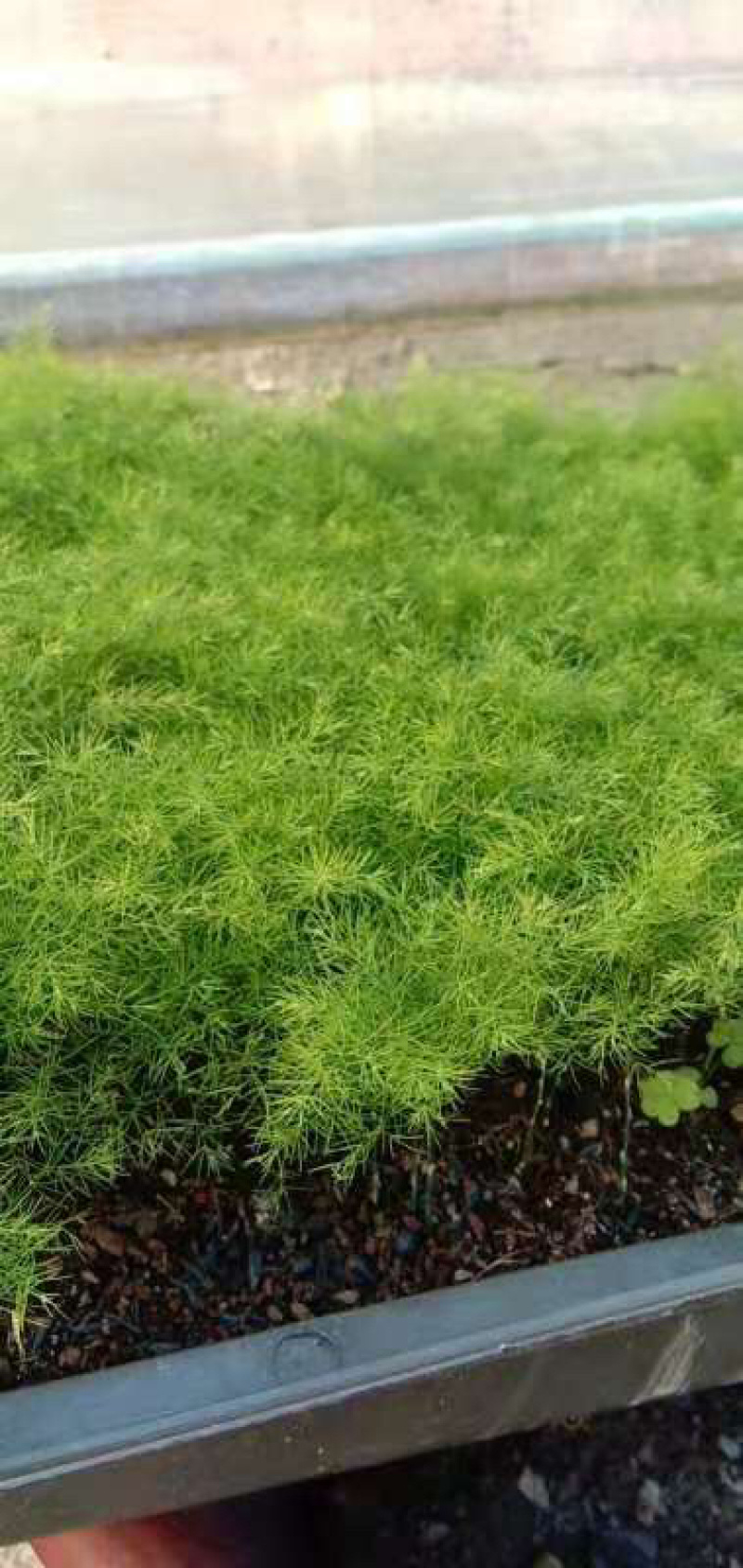 文竹苗自家基地大量批发出售成活率高质量佳
