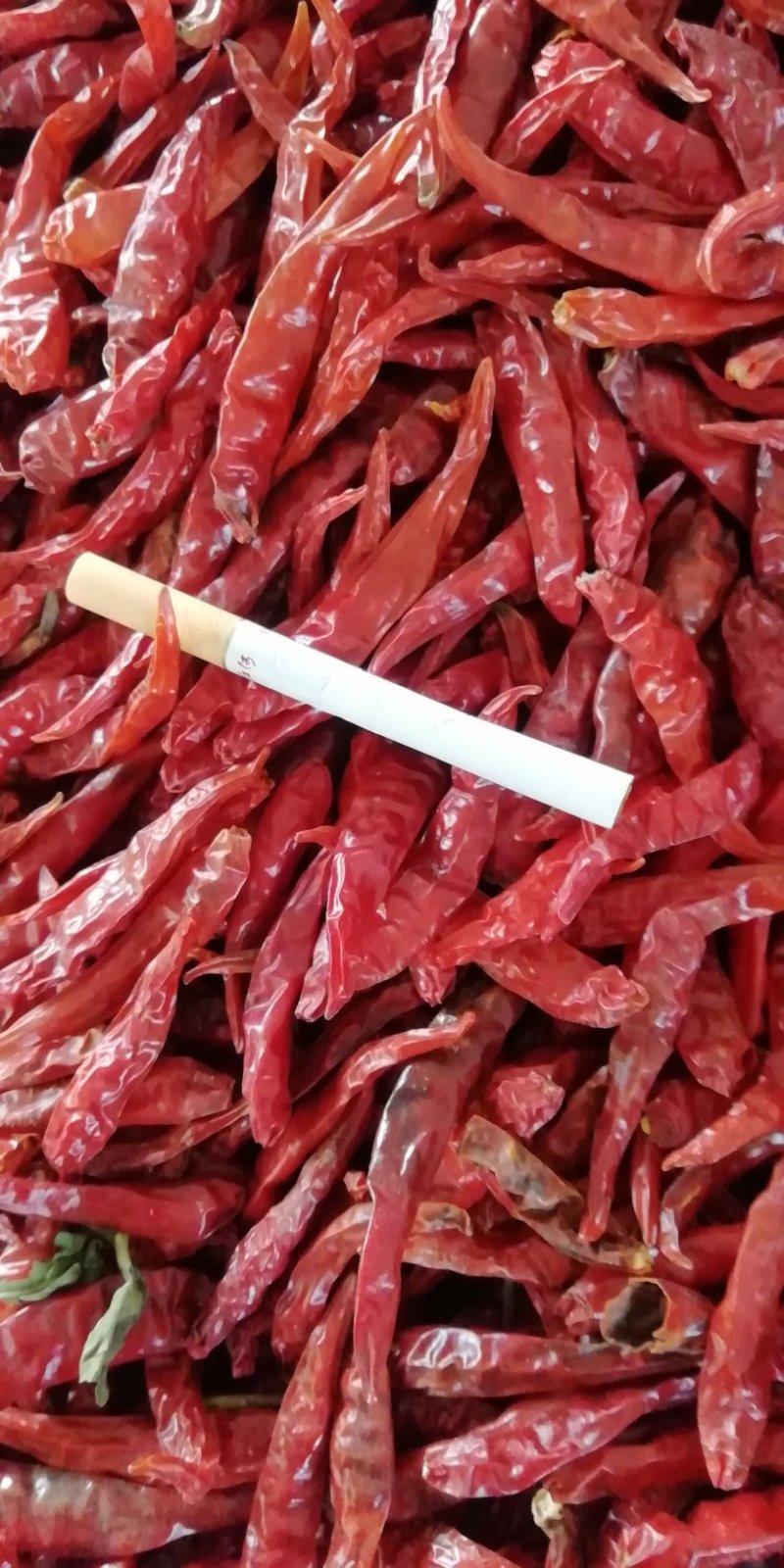 【有好货】高辣王，带把干辣椒，小米椒，野山椒干辣椒