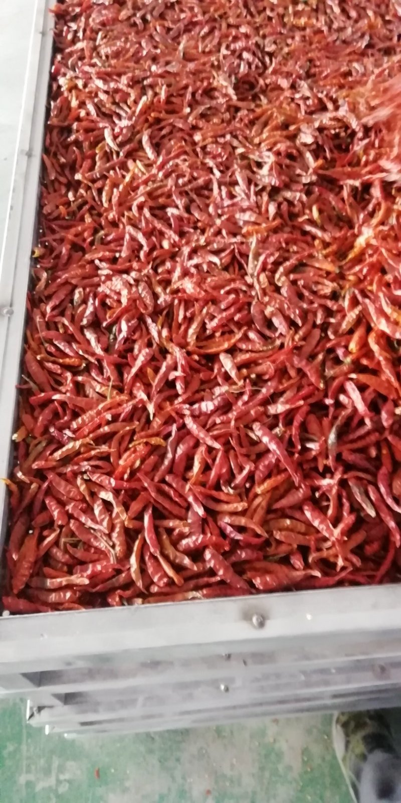 【有好货】高辣王，带把干辣椒，小米椒，野山椒干辣椒