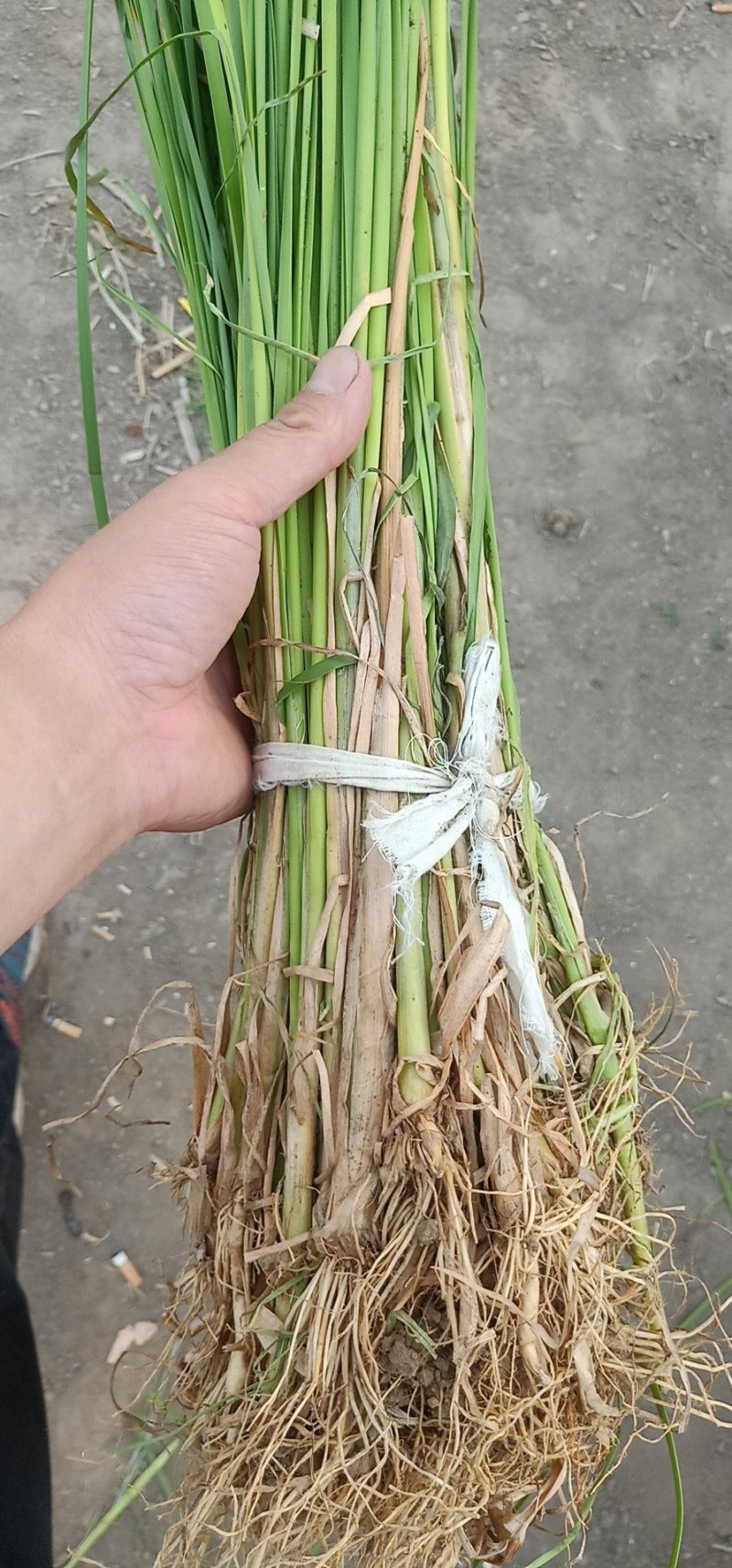 盆栽荷花，睡莲，芦苇，沉水植物，