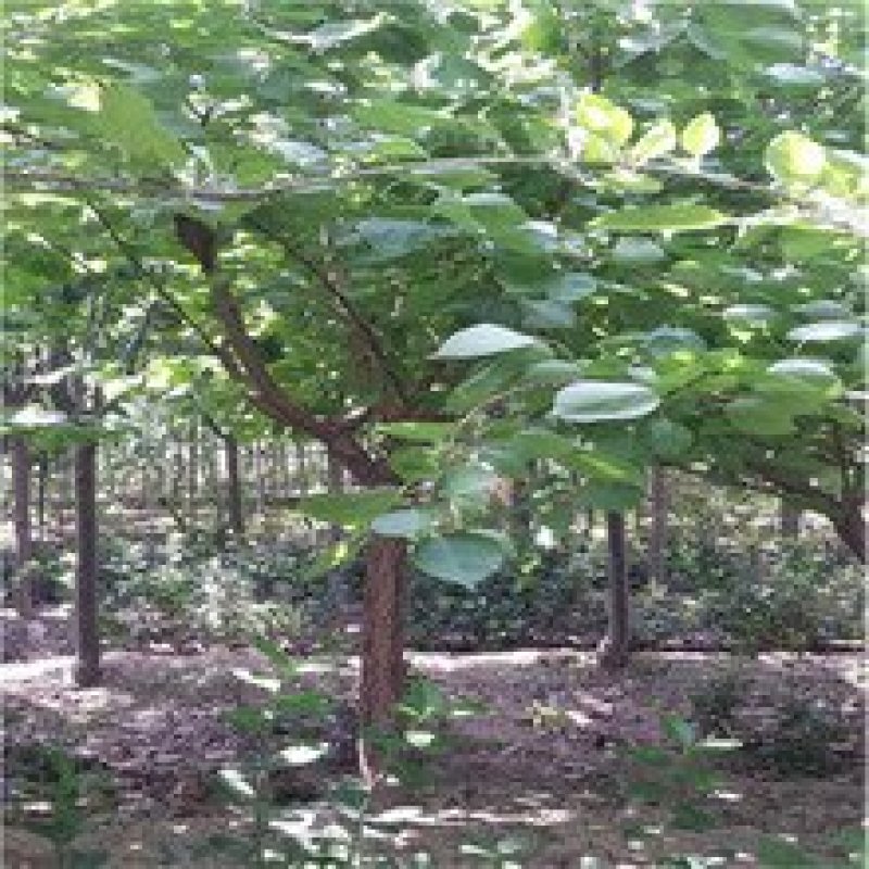 八达杏金太阳，珍珠油杏，凯特杏。现挖现卖。