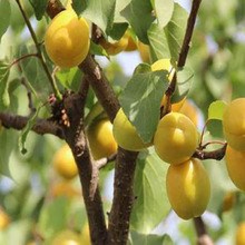 八达杏金太阳，珍珠油杏，凯特杏。现挖现卖。