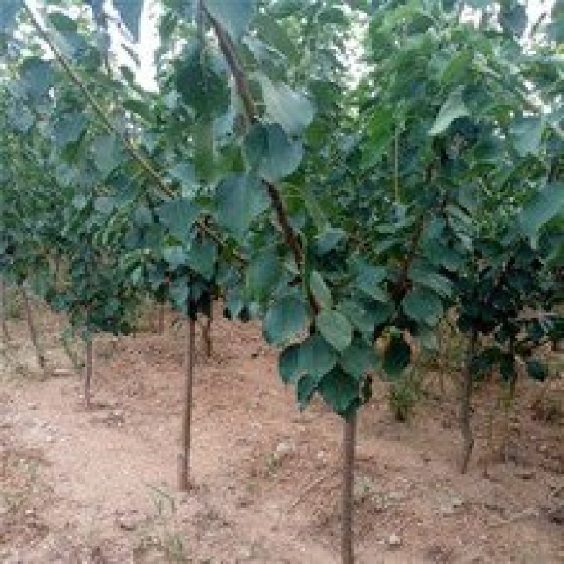八达杏金太阳，珍珠油杏，凯特杏。现挖现卖。