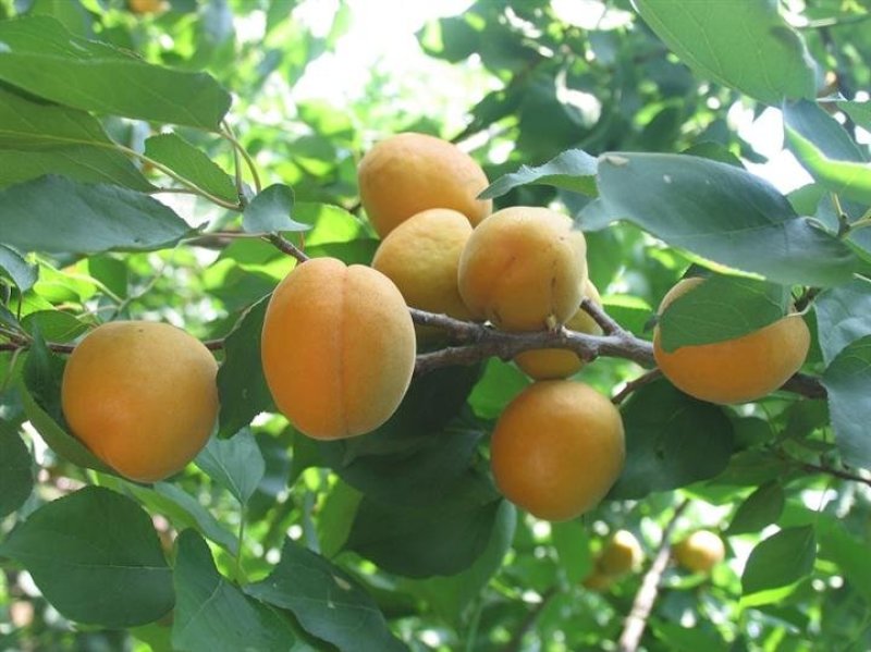 八达杏金太阳，珍珠油杏，凯特杏。现挖现卖。