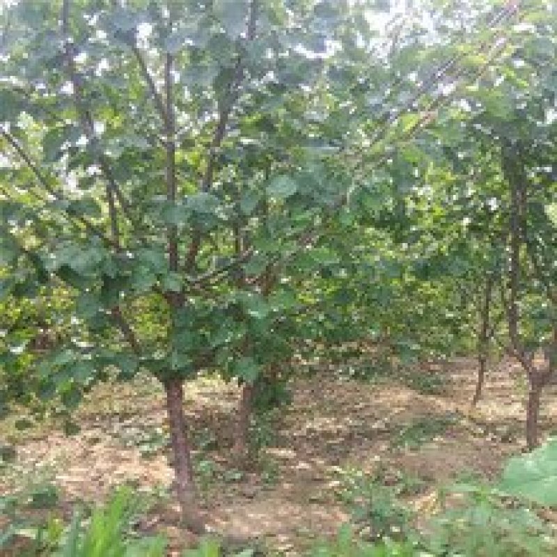 八达杏金太阳，珍珠油杏，凯特杏。现挖现卖。