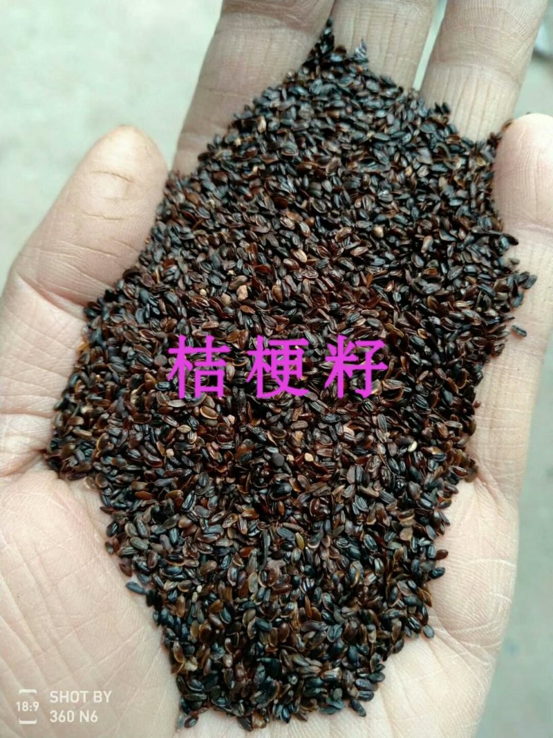 推荐提供技术，优质桔梗苗子，桔梗种苗，桔梗秧子