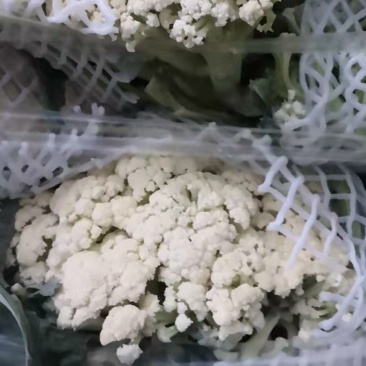 白面青梗松花菜0.55元，大量上市。