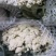 白面青梗松花菜0.55元，大量上市。