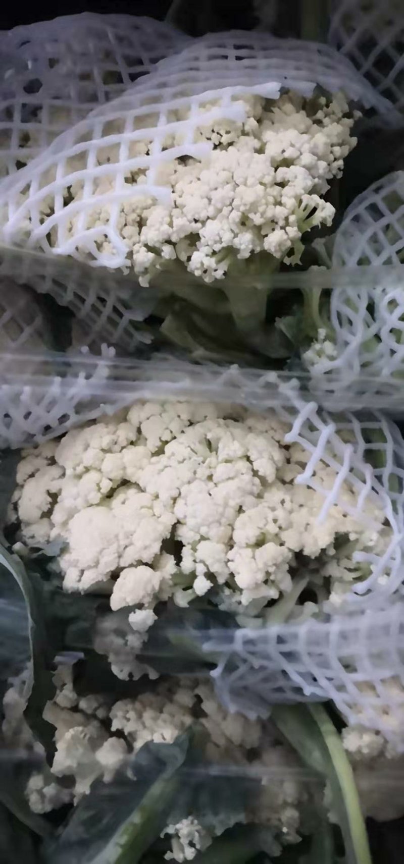 白面青梗松花菜0.55元，大量上市。