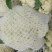 白面青梗松花菜0.55元，大量上市。