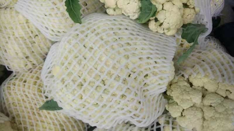 白面青梗松花菜0.55元，大量上市。