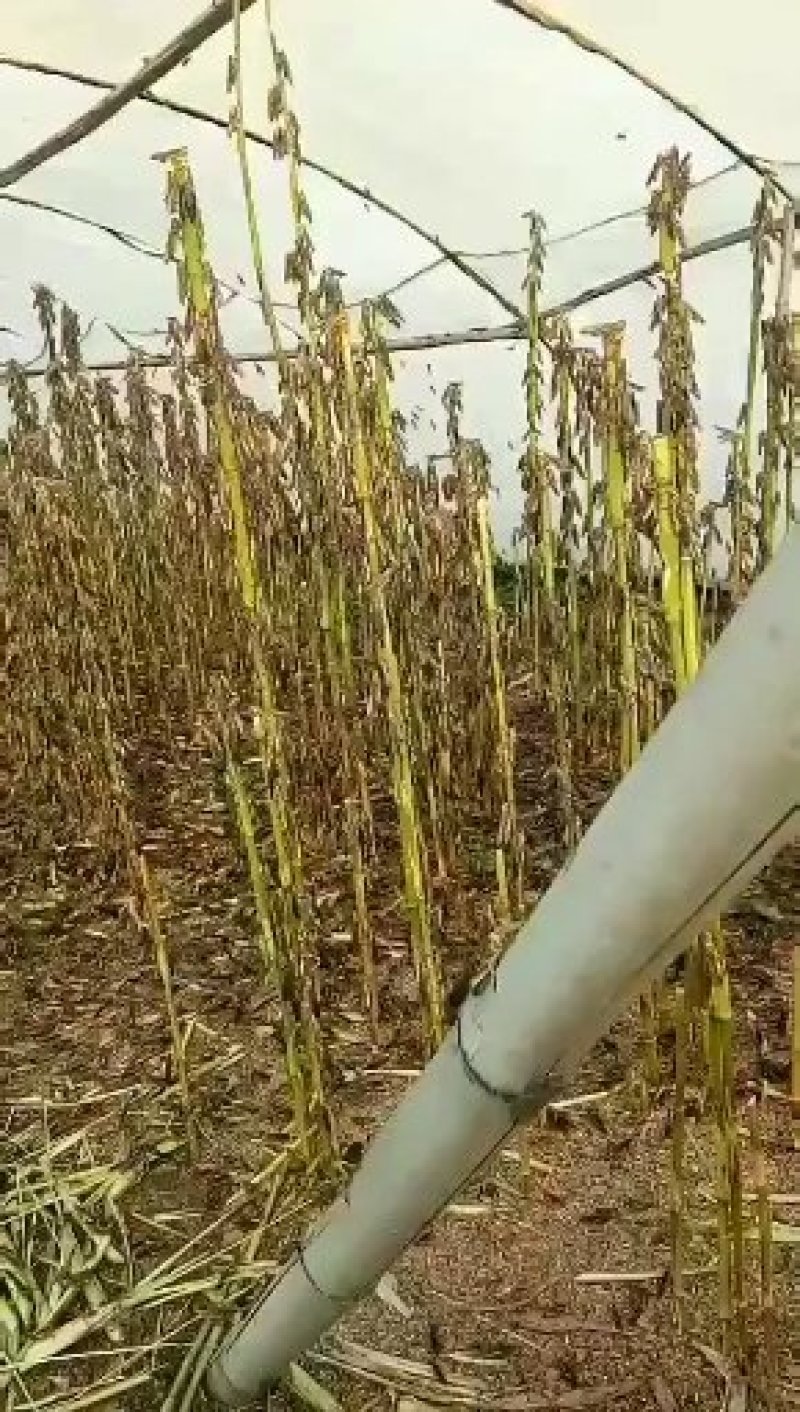 批发速冻蚂蚱，速冻蝗虫，批发蚂蚱蝗虫