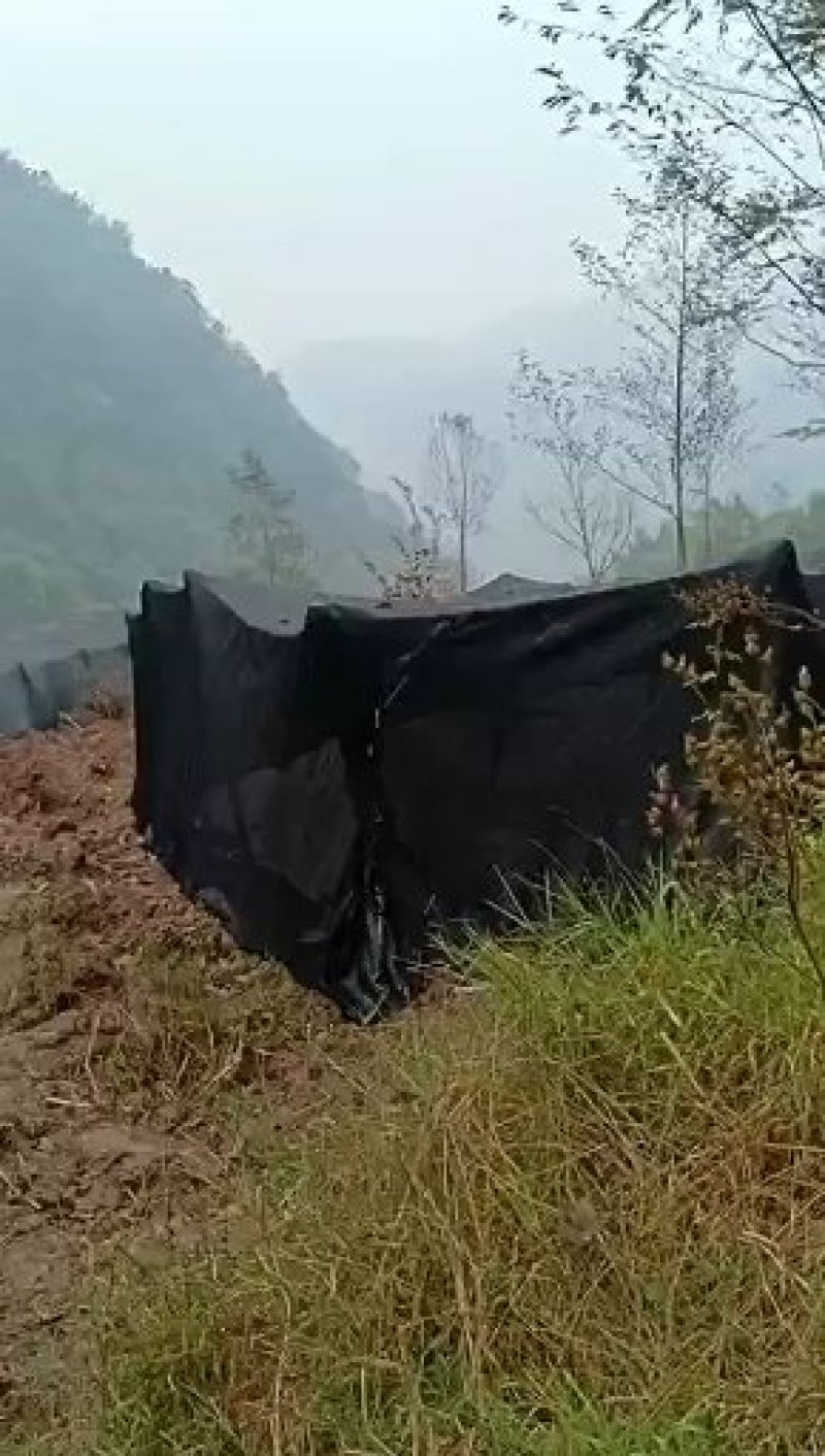 新鲜羊肚菌现摘现发农户自种欢迎订购