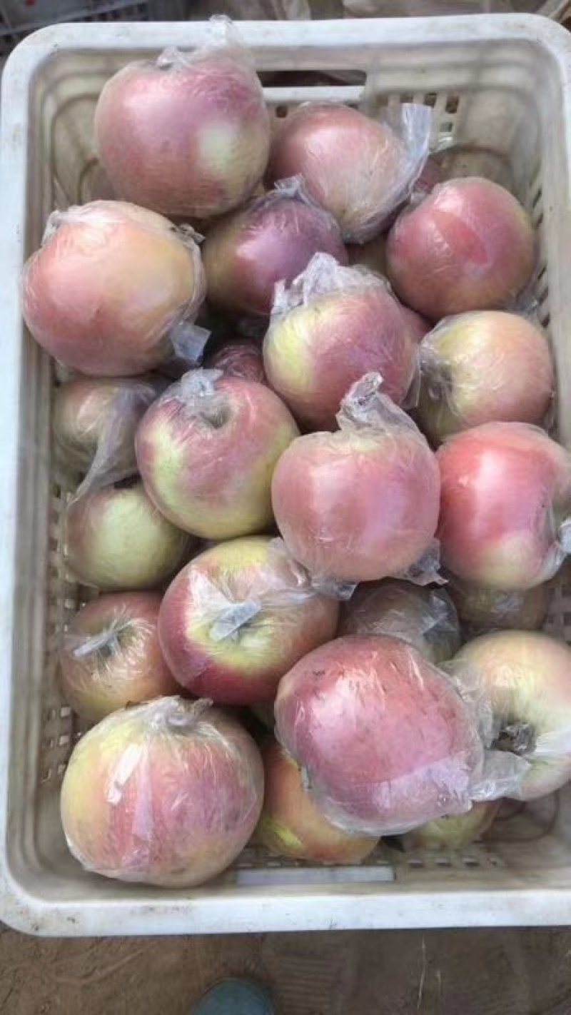 糖芯红富士苹果80mm以上膜袋产地直发一手货源