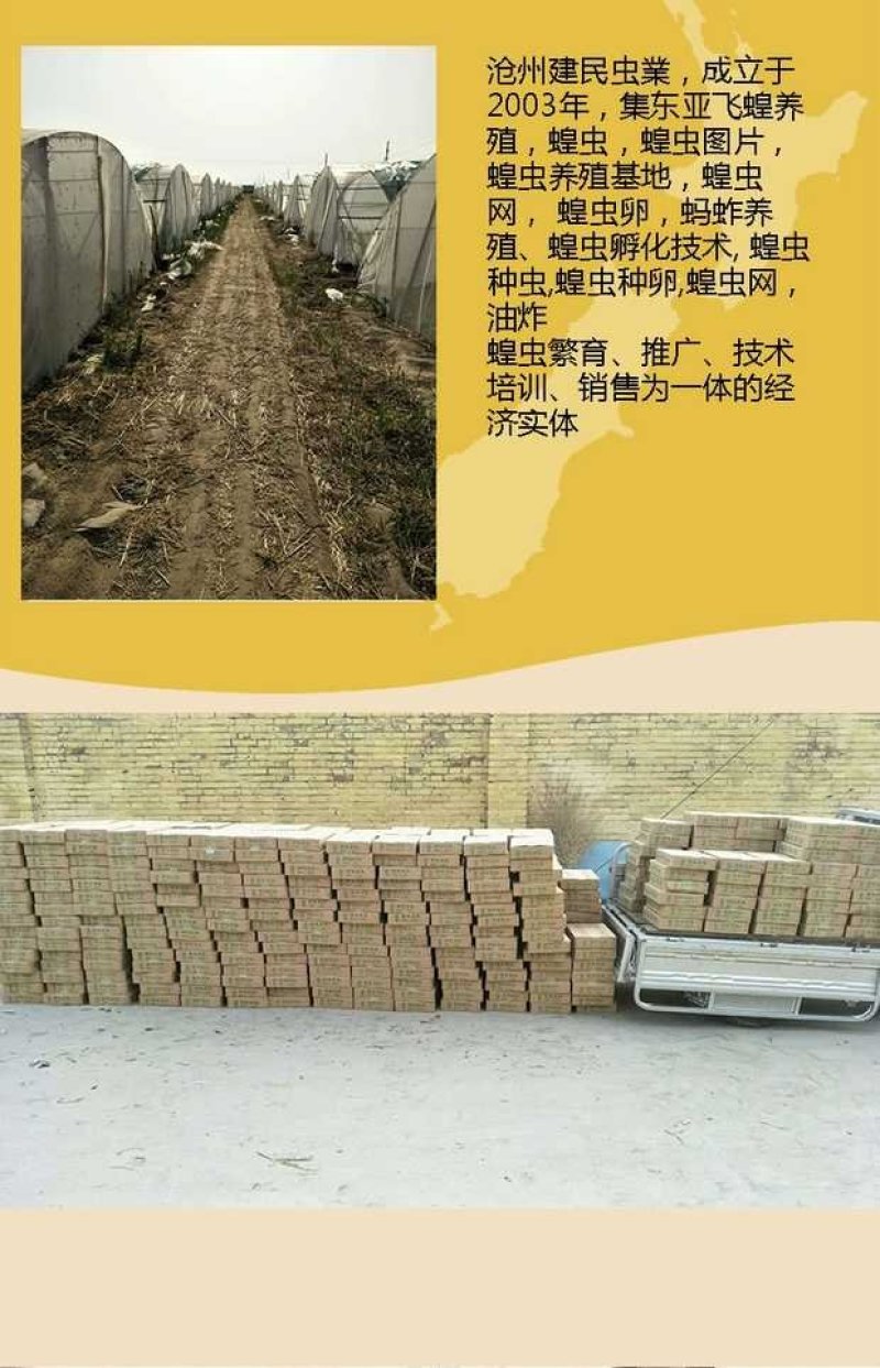 批发速冻蚂蚱，速冻蝗虫，批发蚂蚱蝗虫