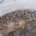 花甲螺，花蛤苗，毛蛤苗，油蛤苗，各种海螺苗