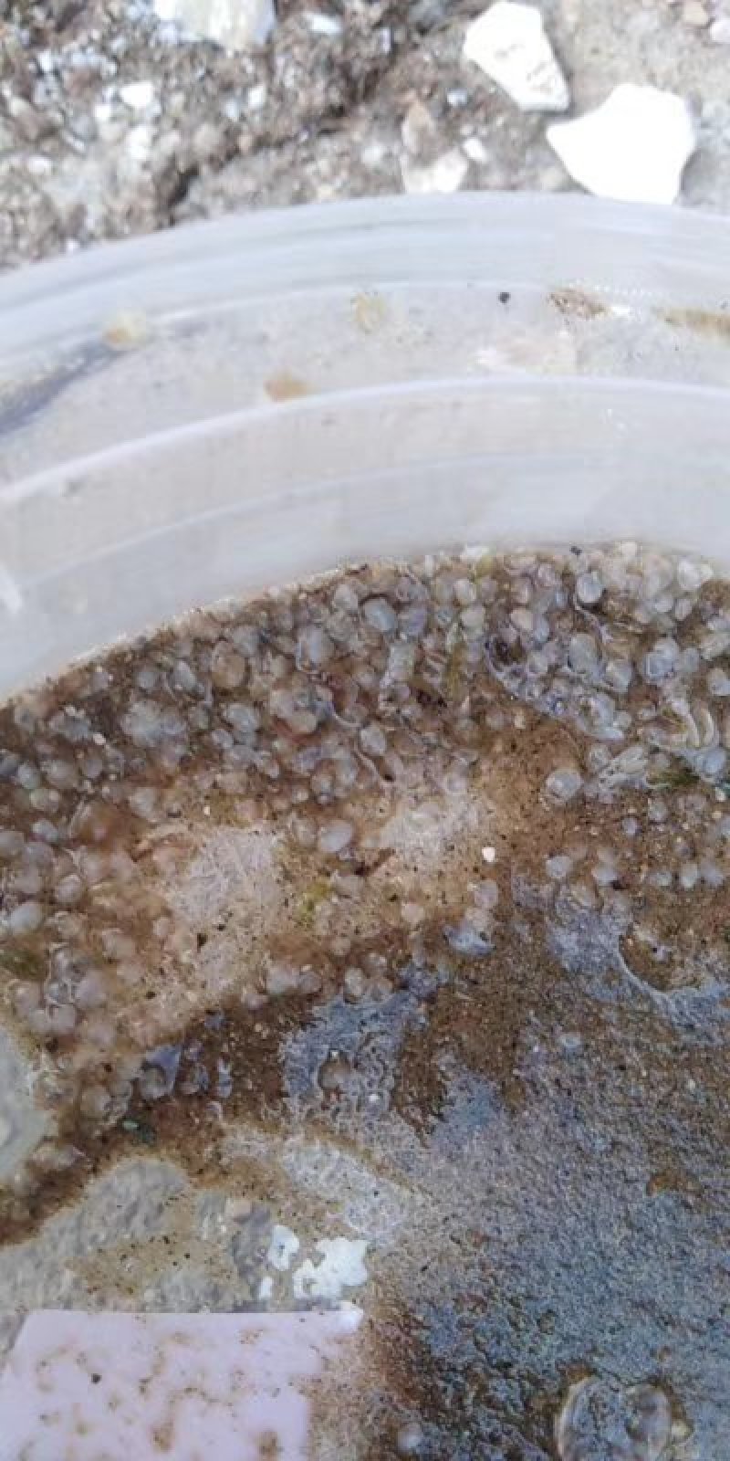 花甲螺，花蛤苗，毛蛤苗，油蛤苗，各种海螺苗