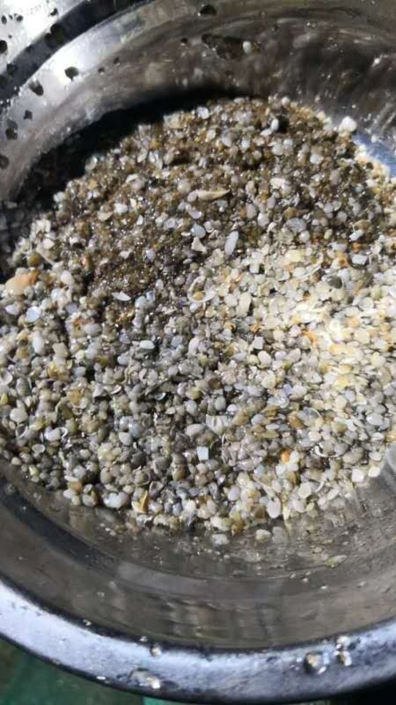 花甲螺，花蛤苗，毛蛤苗，油蛤苗，各种海螺苗