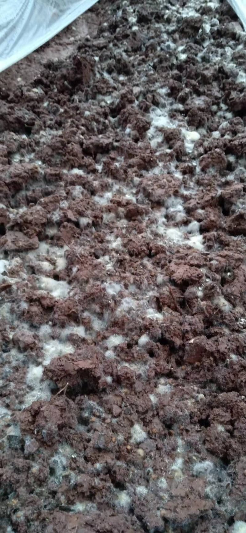 新鲜羊肚菌现摘现发农户自种欢迎订购