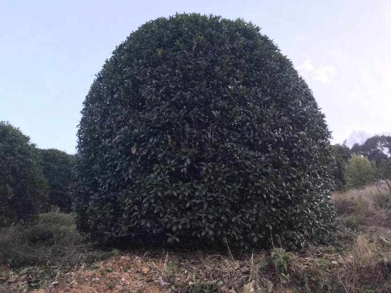 精品桂花树，地龙桂，笼子桂