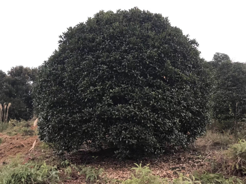 精品桂花树，地龙桂，笼子桂