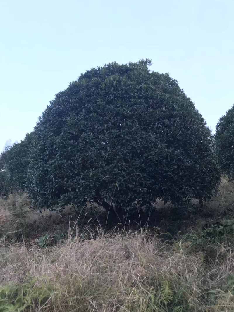 精品桂花树，地龙桂，笼子桂