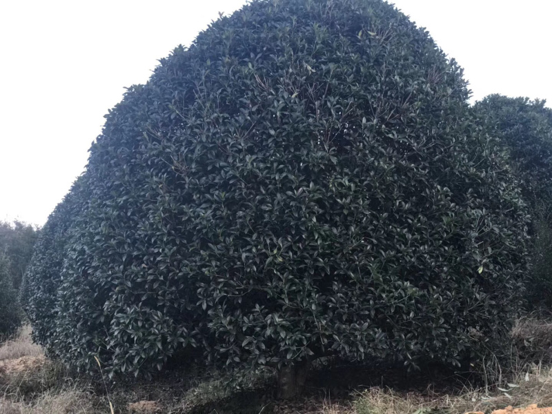 精品桂花树，地龙桂，笼子桂