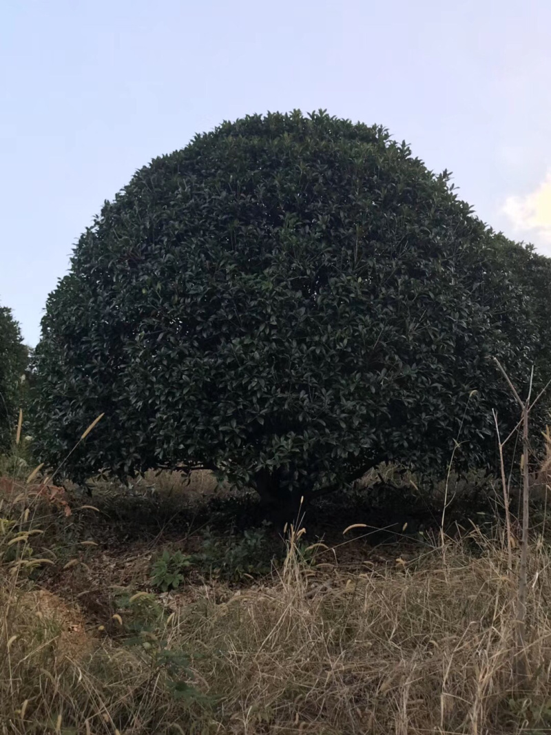 精品桂花树，地龙桂，笼子桂