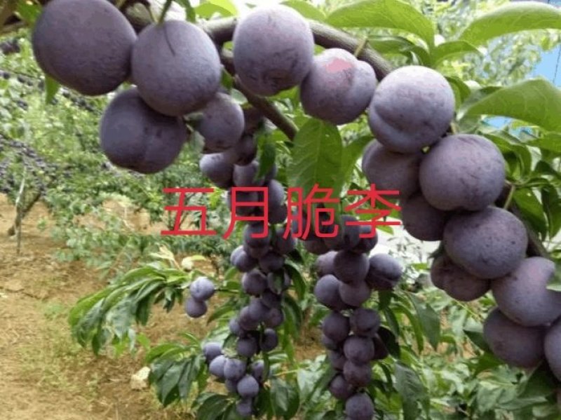 清脆李，脆红李五月脆李，冰糖李