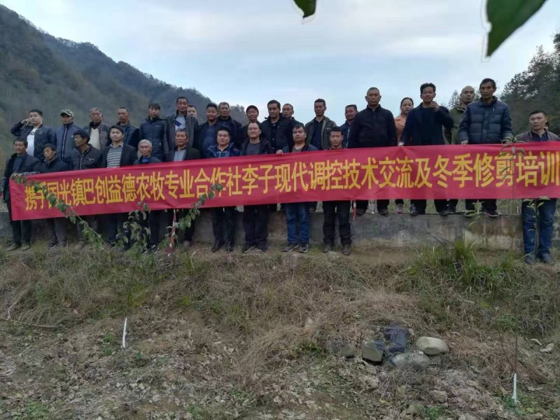 清脆李，脆红李五月脆李，冰糖李