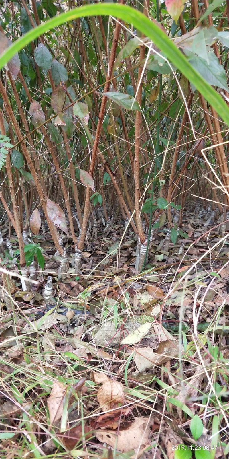 清脆李，脆红李五月脆李，冰糖李