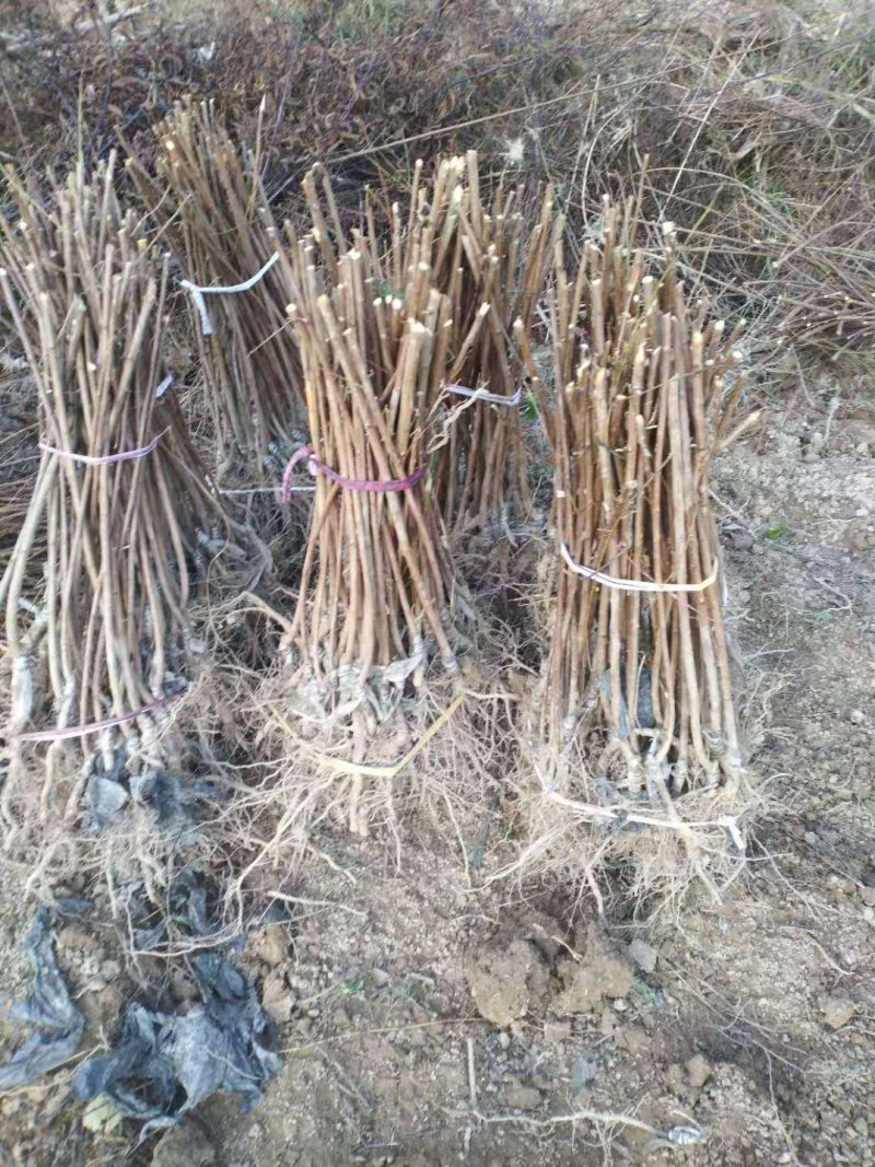 清脆李，脆红李五月脆李，冰糖李