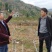 清脆李，脆红李五月脆李，冰糖李