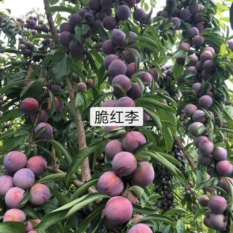 清脆李，脆红李五月脆李，冰糖李