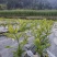 清脆李，脆红李五月脆李，冰糖李