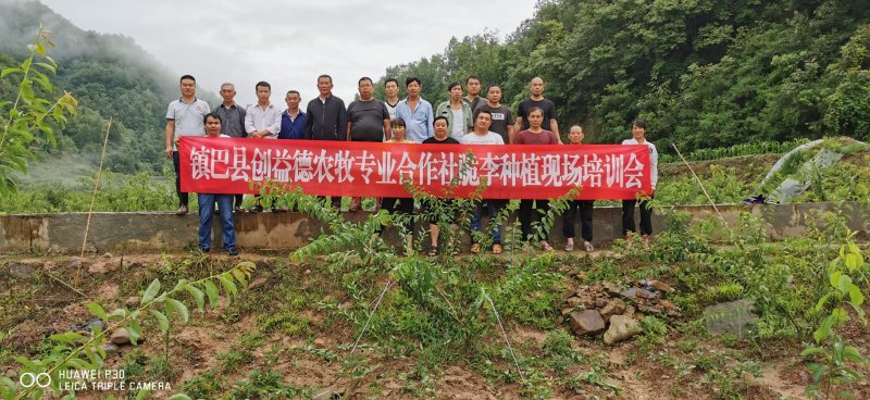 清脆李，脆红李五月脆李，冰糖李