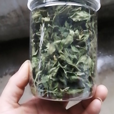 杜仲叶（按有机标准种植）