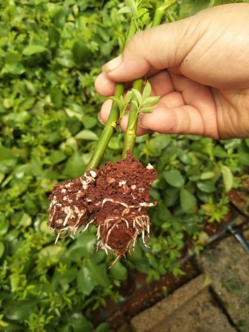 蔷薇种苗批发量大从优，品质保证易成活
