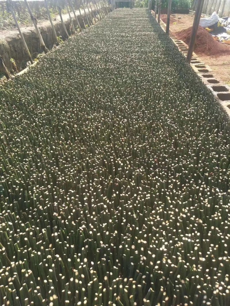 蔷薇种苗批发量大从优，品质保证易成活