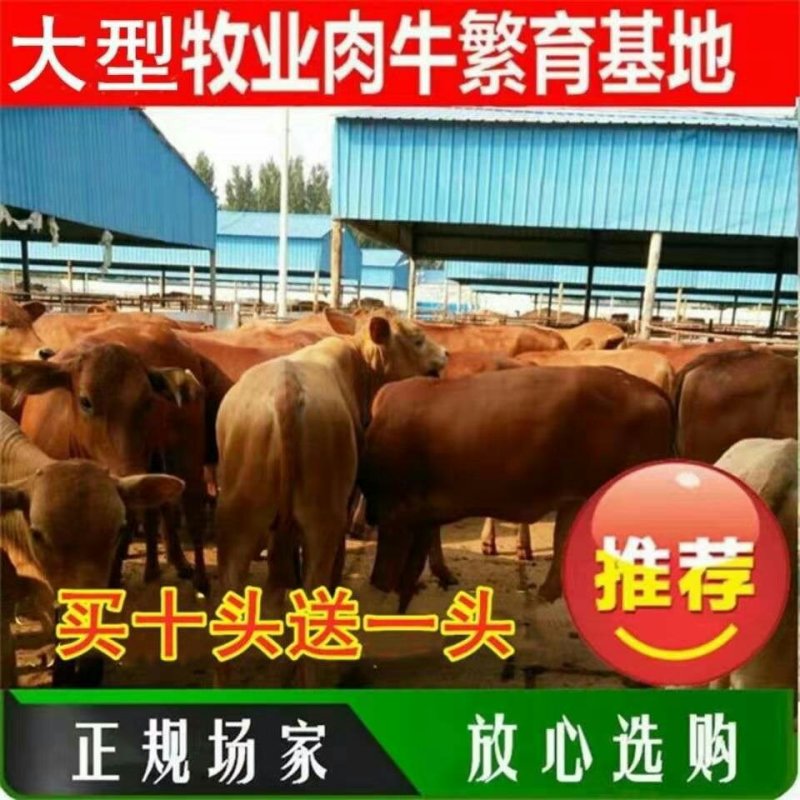 内蒙古黄牛优良品种品质保障提供技术免费运输